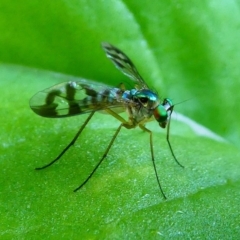 Dolichopodidae (family) (Unidentified Long-legged fly) at Kambah, ACT - 25 Jan 2019 by HarveyPerkins