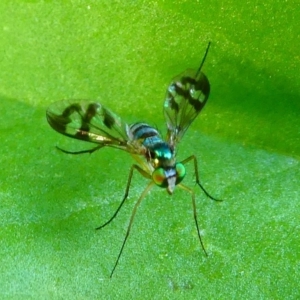 Dolichopodidae (family) at Kambah, ACT - 25 Jan 2019 08:03 AM