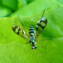 Dolichopodidae (family) at Kambah, ACT - 25 Jan 2019 08:03 AM