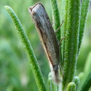 Ptochostola microphaeellus at Kambah, ACT - 25 Jan 2019