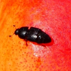 Urophorus humeralis (Pineapple beetle) at Kambah, ACT - 23 Jan 2019 by HarveyPerkins