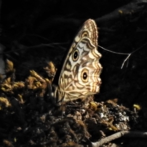 Geitoneura acantha at Stromlo, ACT - 22 Jan 2019