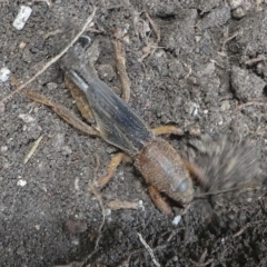 Gryllotalpa sp. (genus) (Mole Cricket) at Kambah, ACT - 23 Jan 2019 by HarveyPerkins