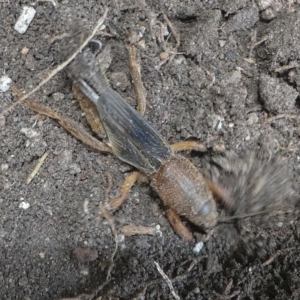 Gryllotalpa sp. (genus) at Kambah, ACT - 23 Jan 2019 12:54 PM