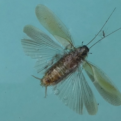 Blattodea (order) (Unidentified cockroach) at Kambah, ACT - 23 Jan 2019 by HarveyPerkins