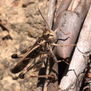 Oedaleus australis at Majura, ACT - 24 Jan 2019 12:27 PM