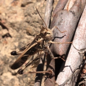 Oedaleus australis at Majura, ACT - 24 Jan 2019