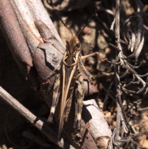 Oedaleus australis at Majura, ACT - 24 Jan 2019 12:27 PM