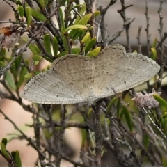 Casbia pallens (Pale Casbia) at Mulligans Flat - 23 Jan 2019 by JohnBundock