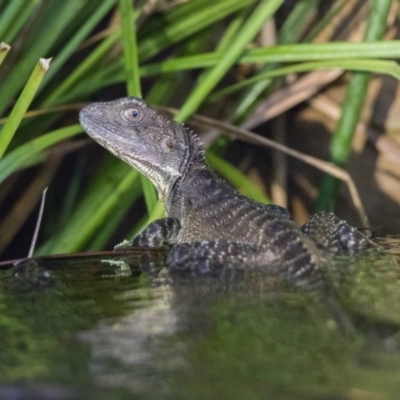 Intellagama lesueurii howittii (Gippsland Water Dragon) at Acton, ACT - 26 Jan 2019 by WarrenRowland