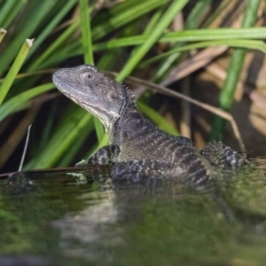 Intellagama lesueurii howittii at Acton, ACT - 26 Jan 2019