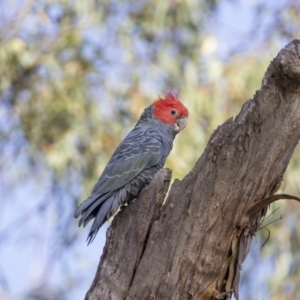 Callocephalon fimbriatum at Acton, ACT - 26 Jan 2019