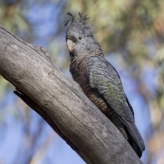 Callocephalon fimbriatum at Acton, ACT - 26 Jan 2019