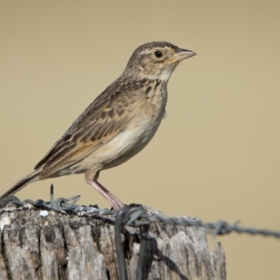 Mirafra javanica (Singing Bushlark) at Wallaroo, NSW - 26 Jan 2019 by WarrenRowland
