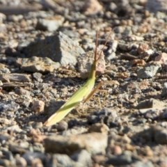 Acrida conica (Giant green slantface) at Acton, ACT - 26 Jan 2019 by WarrenRowland