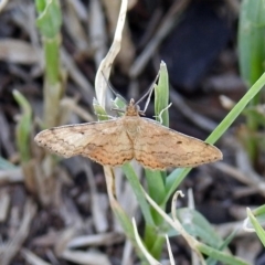 Scopula rubraria (Plantain Moth) at Fyshwick, ACT - 24 Jan 2019 by RodDeb