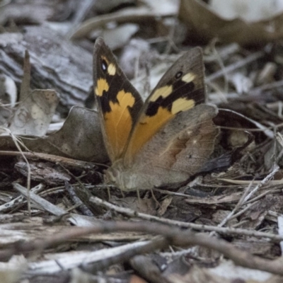 Heteronympha merope (Common Brown Butterfly) at Hackett, ACT - 25 Jan 2019 by WarrenRowland
