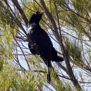 Eudynamys orientalis at Fyshwick, ACT - 25 Jan 2019