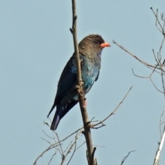 Eurystomus orientalis (Dollarbird) at Jerrabomberra Wetlands - 24 Jan 2019 by RodDeb