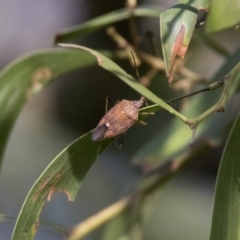 Poecilometis strigatus (Gum Tree Shield Bug) at ANBG - 25 Jan 2019 by WarrenRowland