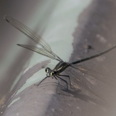 Austroargiolestes icteromelas (Common Flatwing) at Acton, ACT - 26 Jan 2019 by WarrenRowland