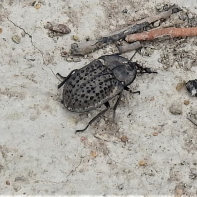 Helea ovata (Pie-dish beetle) at Amaroo, ACT - 24 Jan 2019 by JohnBundock