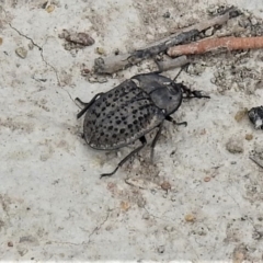 Helea ovata (Pie-dish beetle) at Mulligans Flat - 24 Jan 2019 by JohnBundock