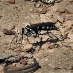 Turneromyia sp. (genus) (Zebra spider wasp) at Mulligans Flat - 24 Jan 2019 by JohnBundock