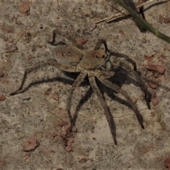 Portacosa cinerea (Grey wolf spider) at Amaroo, ACT - 24 Jan 2019 by JohnBundock