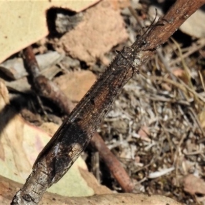 Glenoleon pulchellus (Antlion lacewing) at Mulligans Flat - 24 Jan 2019 by JohnBundock