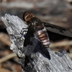 Balaana sp. (genus) (Bee Fly) at Mount Ainslie - 24 Jan 2019 by JohnBundock