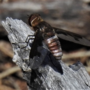 Balaana sp. (genus) at Majura, ACT - 24 Jan 2019