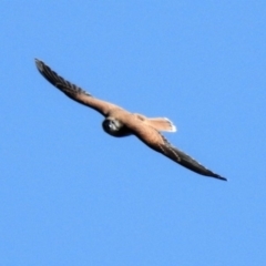 Falco cenchroides (Nankeen Kestrel) at Bimberi Nature Reserve - 24 Jan 2019 by JohnBundock
