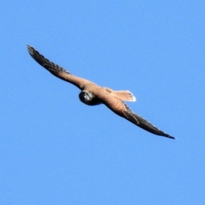 Falco cenchroides (Nankeen Kestrel) at Cotter River, ACT - 25 Jan 2019 by JohnBundock