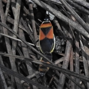 Dindymus versicolor at Cotter River, ACT - 25 Jan 2019 12:15 PM