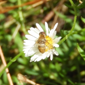 Villa sp. (genus) at Kambah, ACT - 26 Jan 2019 11:26 AM