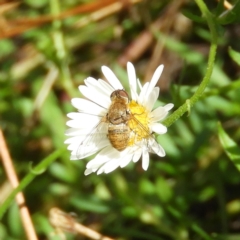 Villa sp. (genus) (Unidentified Villa bee fly) at Kambah, ACT - 26 Jan 2019 by MatthewFrawley