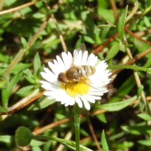 Villa sp. (genus) at Kambah, ACT - 26 Jan 2019