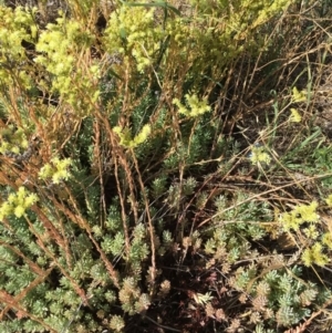 Sedum sediforme at Tuggeranong DC, ACT - 26 Jan 2019 12:00 AM