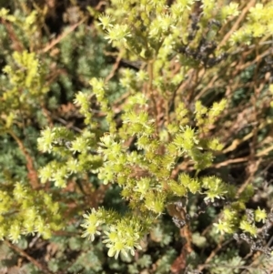 Sedum sediforme at Tuggeranong DC, ACT - 26 Jan 2019 12:00 AM