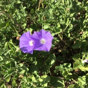 Convolvulus sabatius at Tuggeranong DC, ACT - 26 Jan 2019 12:00 AM