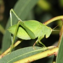 Caedicia simplex (Common Garden Katydid) at Ainslie, ACT - 24 Jan 2019 by jbromilow50