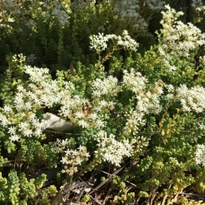 Sedum album (White Stonecrop) at Tuggeranong DC, ACT - 25 Jan 2019 by RWPurdie