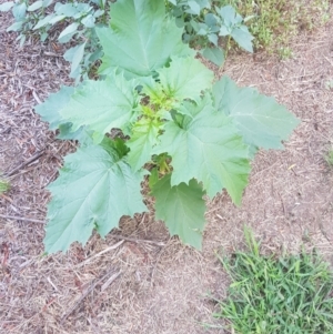 Datura sp. at Stromlo, ACT - 26 Jan 2019