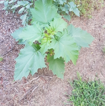 Datura sp. (A Thornapple) at Stromlo, ACT - 26 Jan 2019 by jeremyahagan