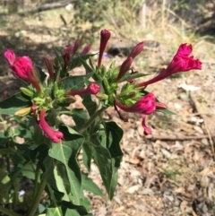 Mirabilis jalapa (Four O'clock Plant or Marvel of Peru) at Isaacs Ridge and Nearby - 25 Jan 2019 by RWPurdie