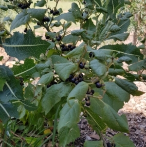 Solanum nigrum at Uriarra Village, ACT - 13 Jan 2019