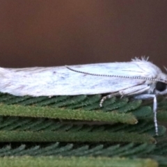 Philobota chionoptera (A concealer moth) at Mount Ainslie - 25 Jan 2019 by jb2602