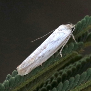 Philobota chionoptera at Ainslie, ACT - 25 Jan 2019 05:17 PM