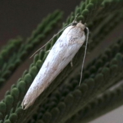 Philobota chionoptera at Ainslie, ACT - 25 Jan 2019